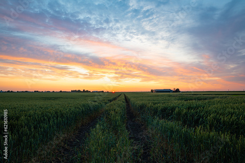 Idyllic view of a colorful sunset over a wheat field