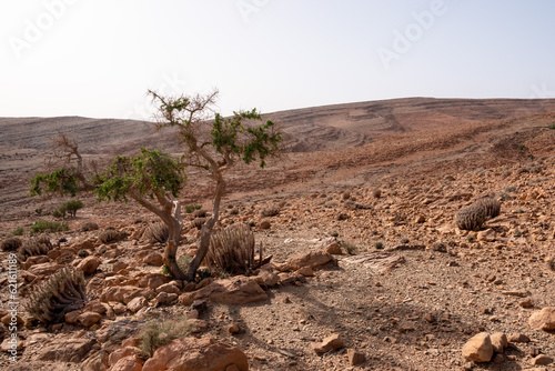 A tree surviving drought in the stone desert of the Anti-Atlas mountains, near Amtoudi