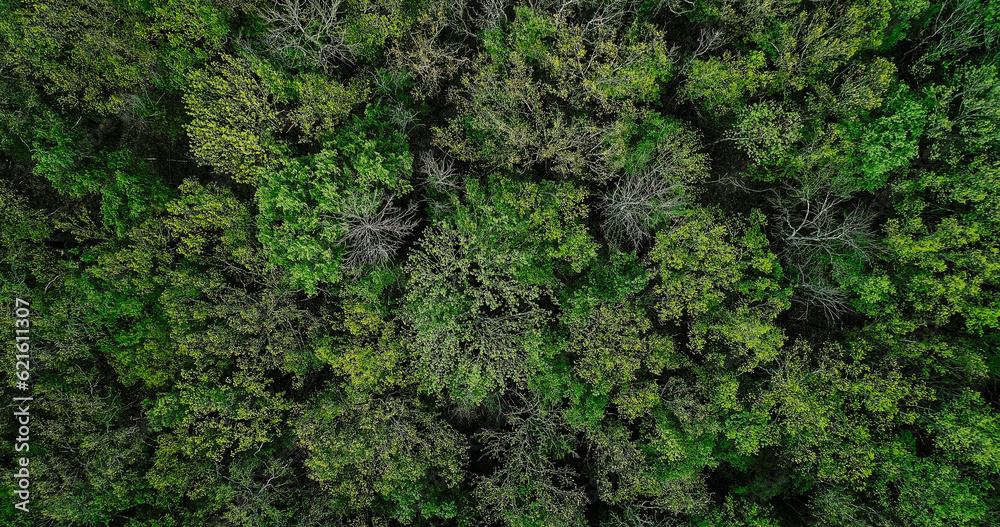 Woodland background. Nature connection. Aerial shot. Greenery landscape. Countryside forest emerald lush tree crowns foliage leaves texture flight scenery view.