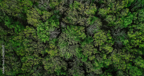 Woodland background. Nature connection. Aerial shot. Greenery landscape. Countryside forest emerald lush tree crowns foliage leaves texture flight scenery view. © golubovy