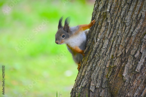 Squirrel on a tree You can adopt a Brownsea Island red squirrel with the local Wildlife Trust You get adoption certificate professional photographs of the endangered squirrels a pin badge and soft toy © Rusana