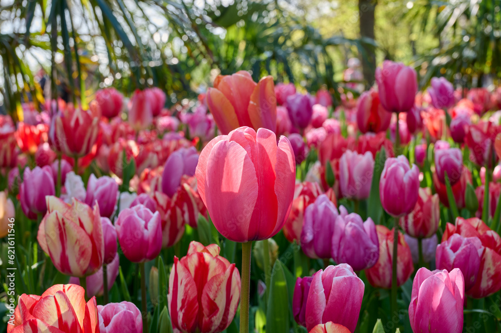 Obraz premium colorful mixed tulip field with backlight, with trees in the background