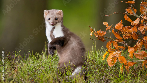 Foto ferret on a grass