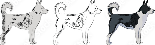Canaan dog silhouette, outlined graphic. Stand pose dog. Cute dog characters, design for print, cute cartoon vector set. One color design.  Art, hand-drawn style.  Mixed-breed dog, hand-drawn mongrel.