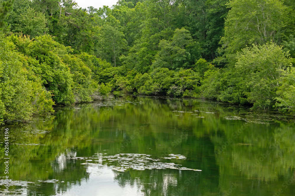 landscape in the Magnolia Springs State Park in Georgia landscape in the Magnolia Springs State Park in Georgia