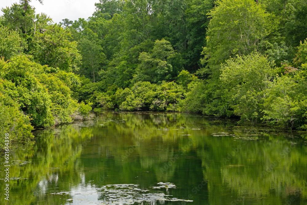 landscape in the Magnolia Springs State Park in Georgia