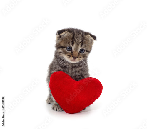 Little kitten with a toy heart.
