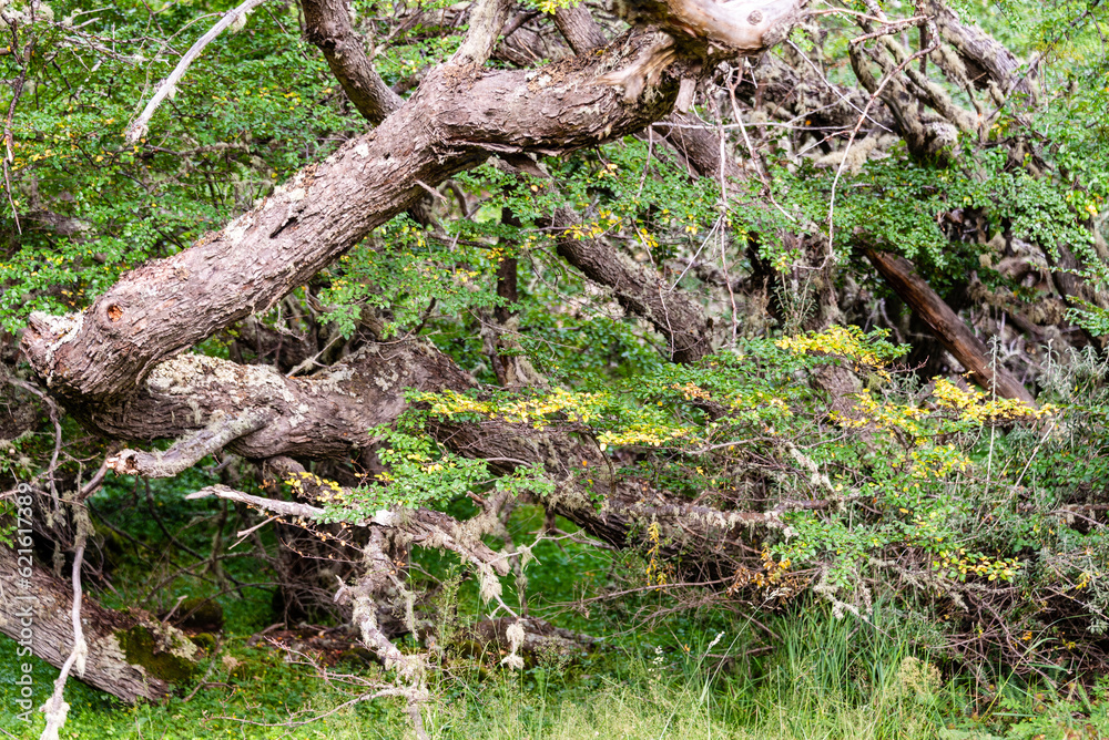 Dense vegetation in the forest of Tierra del Fuego National Park, Ushuaia Dense vegetation in the forest of Tierra del Fuego National Park, Ushuaia