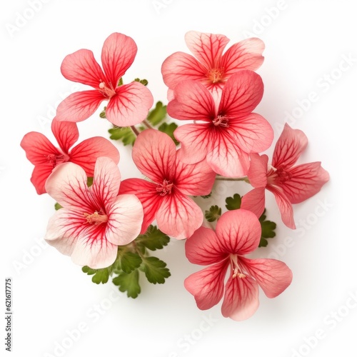 Happy Geraniums On White Background: Asian-inspired Soft Focal Points photo