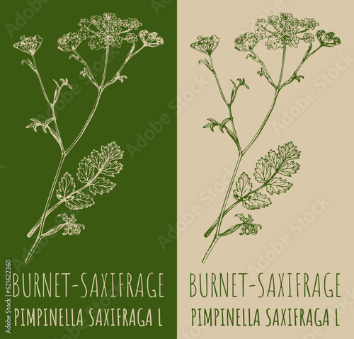 Drawing BURNET-SAXIFRAGE. Hand drawn illustration. The Latin name is PIMPINELLA SAXIFRAGA L.