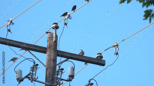 Birds on Power Lines 