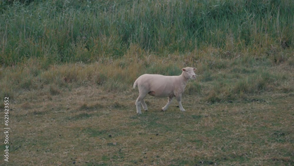 Sheep in a large meadow at sunset, cute lambs Sheep in a large meadow at sunset, cute lambs