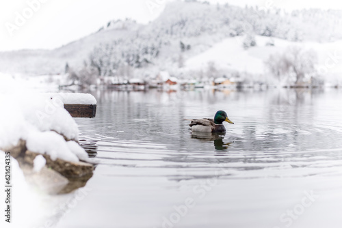 duck in the winter lake. snowy forests and waterfront cottages in the background.
