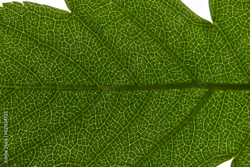 Macro of green leaf, veins and structures visible.
