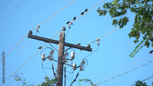 Birds on Power Lines 