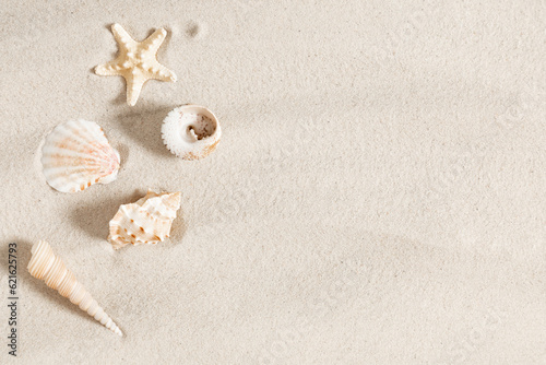 Seashell on clean sand of beach. Close up, beach sand texture. Beach sand texture in summer sun.