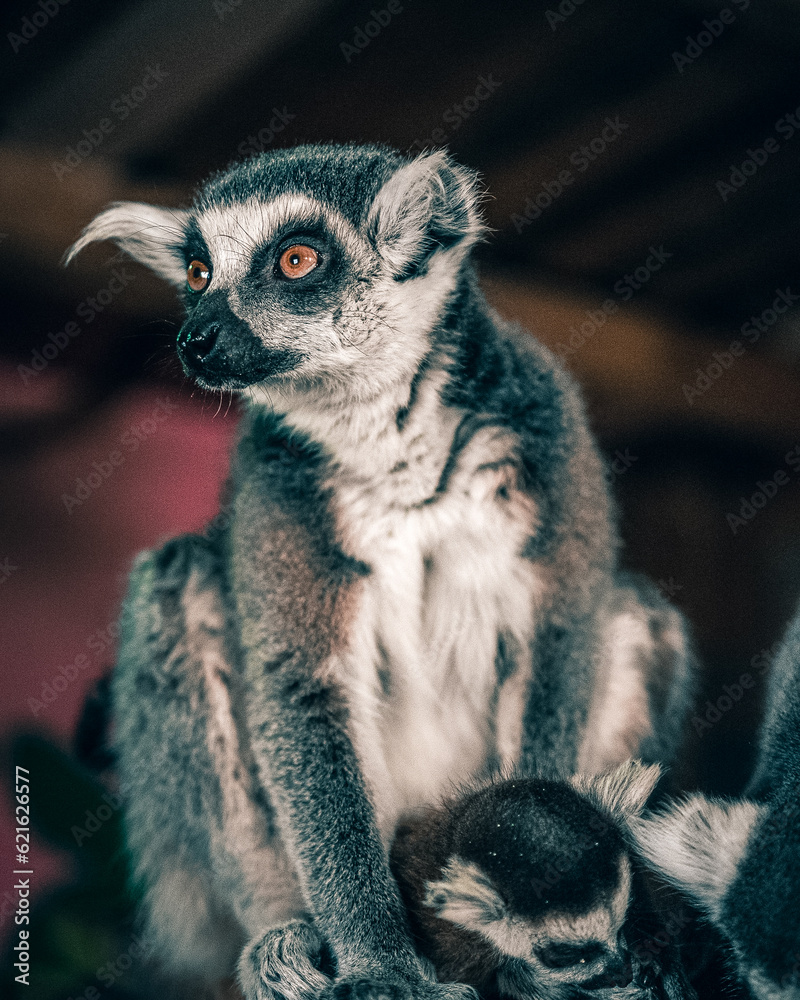 Fototapeta premium lemur, animal, mammal, madagascar, zoo