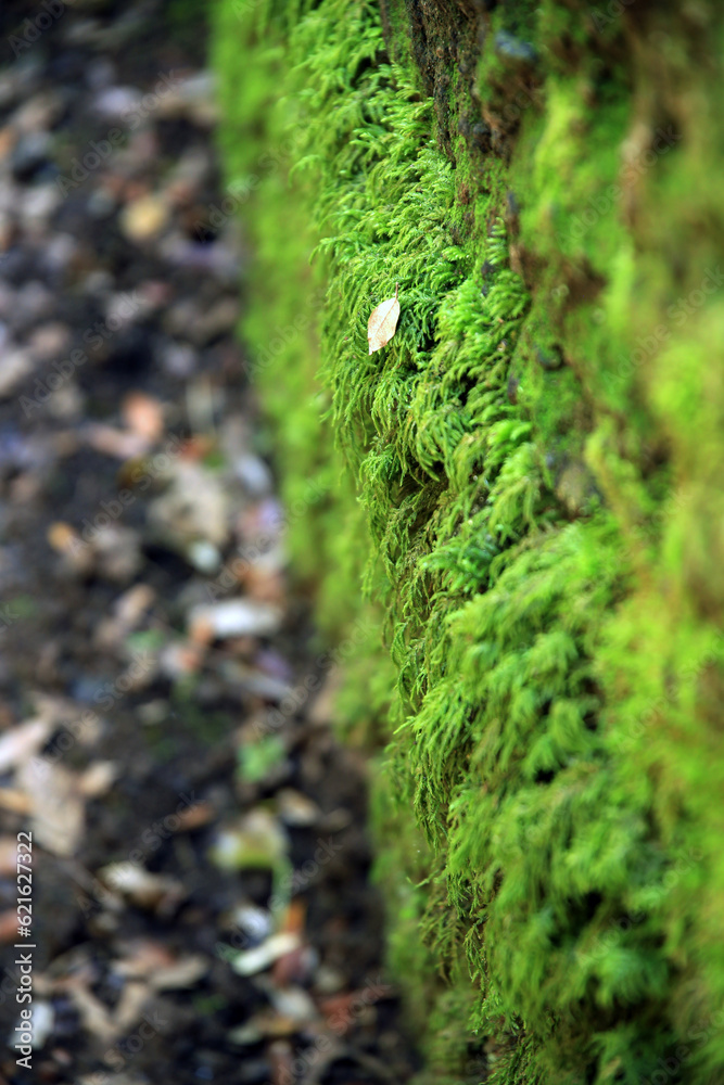 The harmony and colors of the undergrowth, moss, and dry leaves The harmony and colors of the undergrowth, moss, and dry leaves