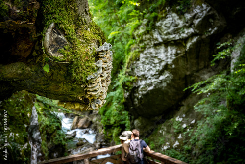 Old tree stump, covered in moss and mushroom, rising above tourist viewpoint above Soca river canyon, deep in the Triglav national park, Slovenia