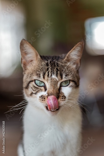 Gato com a língua para fora photo