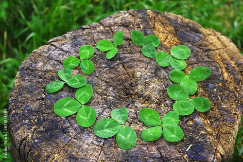 Three-leaf and one four-leaf clovers arranged in a lucky circle. Green clover leaves circle on a wooden log.