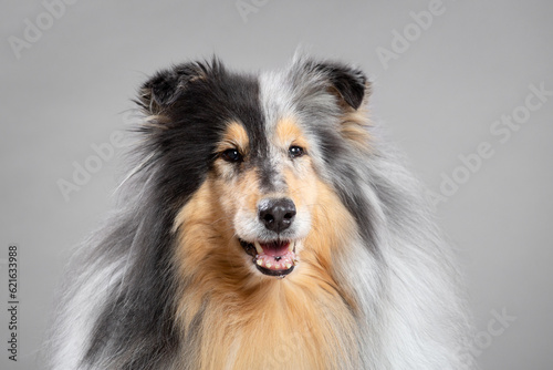 happy smiling rough collie dog portrait in the studio on a grey background