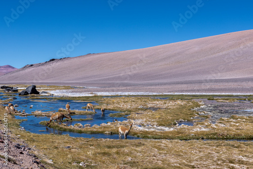 Vicunas at a creek in high altitude at the Paso de Jama, one of the most important mountain passes between Argentina and Chile with a picturesque landscape to drive through