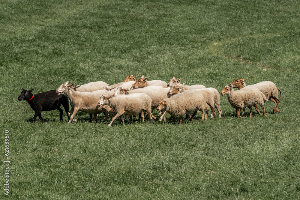 Obraz premium Sheepdog sheep herding trail dog on a beautiful sunny day