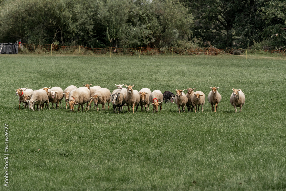 Obraz premium Sheepdog sheep herding trail dog on a beautiful sunny day