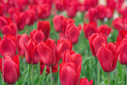 Red tulips flowers with green leaves blooming in a meadow  park  outdoor. World Tulip Day. Tulips field  nature  spring  floral background.
