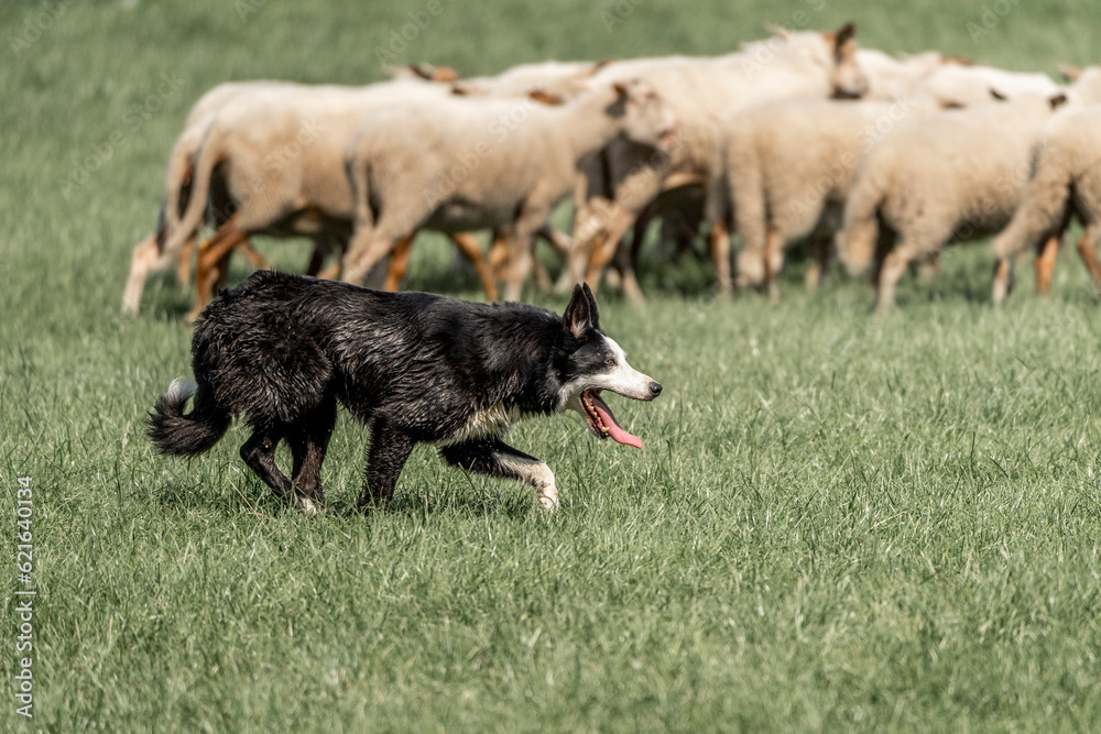Sheepdog sheep herding trail dog on a beautiful sunny day Sheepdog sheep herding trail dog on a beautiful sunny day