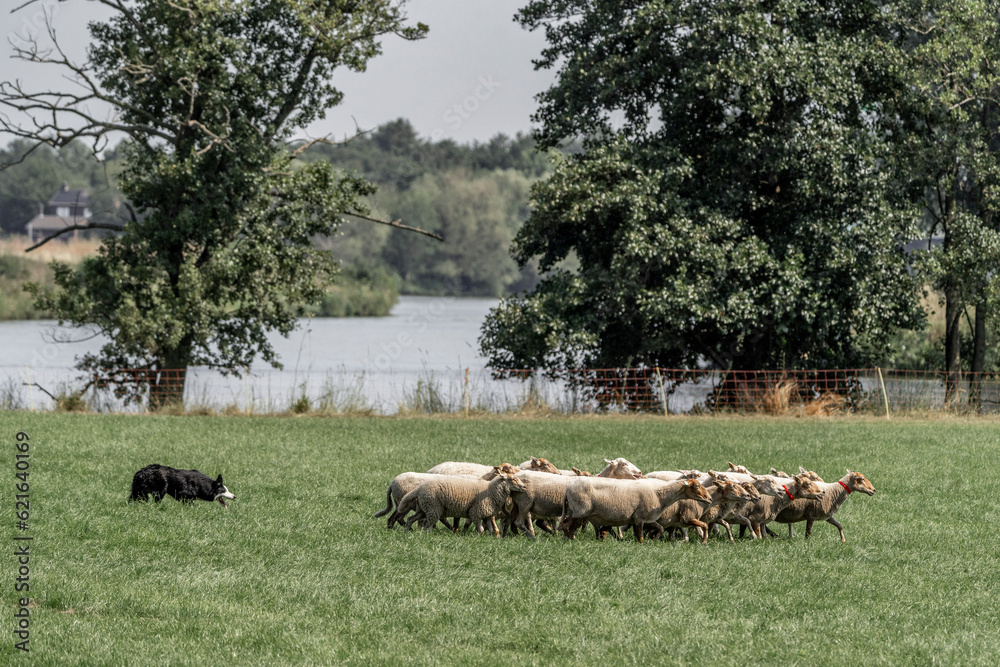 Sheepdog sheep herding trail dog on a beautiful sunny day Sheepdog sheep herding trail dog on a beautiful sunny day