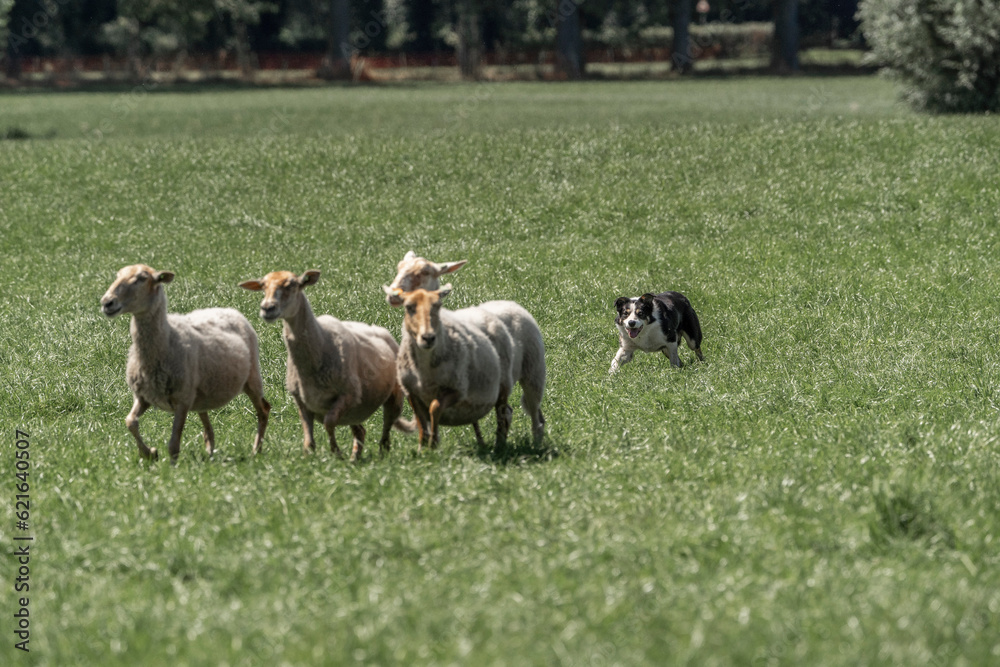 Fototapeta premium Sheepdog sheep herding trail dog on a beautiful sunny day