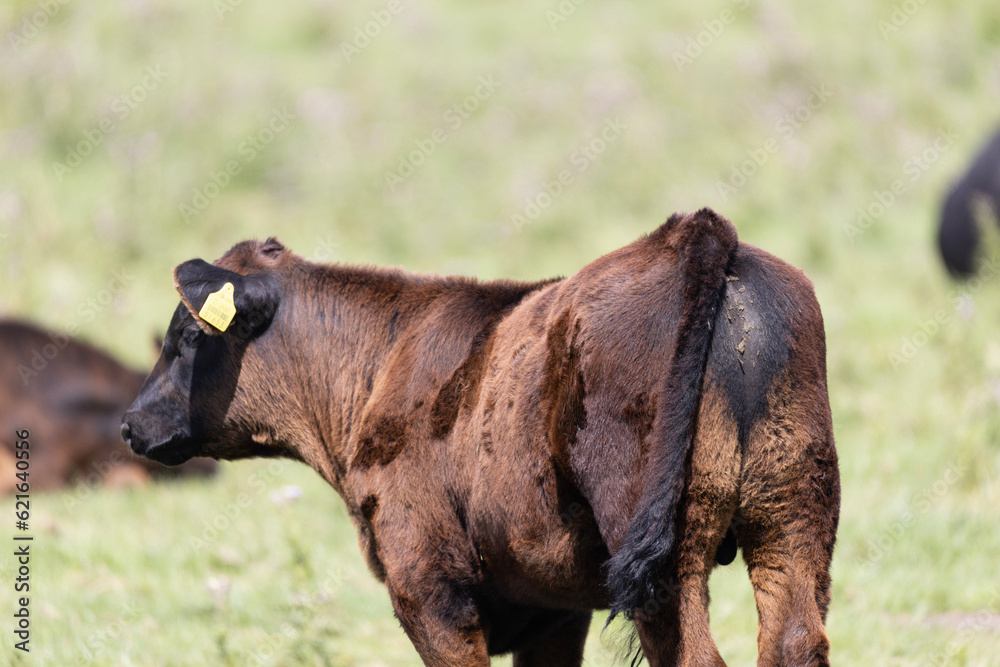 Fototapeta premium black and white horse