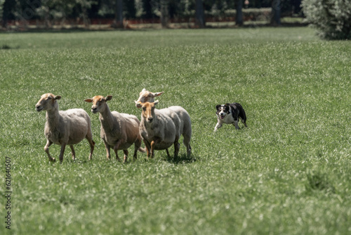 Sheepdog sheep herding trail dog on a beautiful sunny day