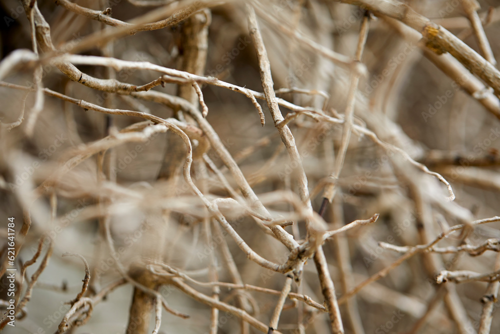 Fototapeta premium branches of plant over sky