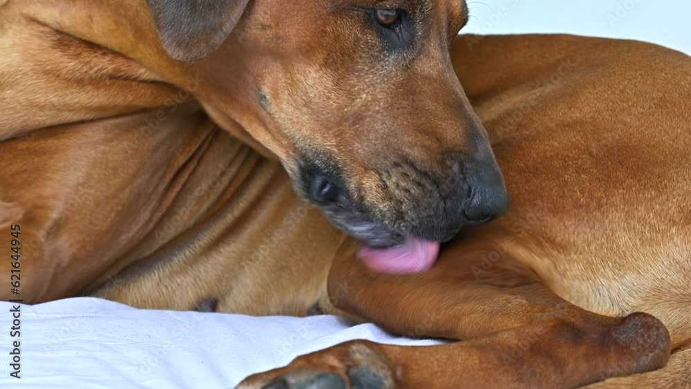 Rhodesian ridgeback dog licking wound on its leg after surgery. Dog licks postoperative suture on leg Rhodesian ridgeback dog licking wound on its leg after surgery. Dog licks postoperative suture on leg