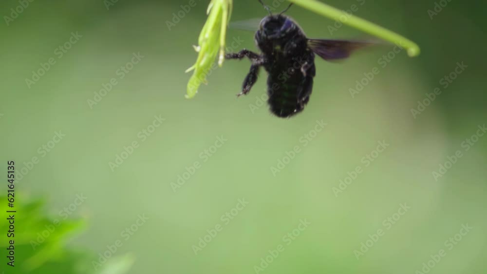Black bee flies from a flower, slow motion Black bee flies from a flower, slow motion