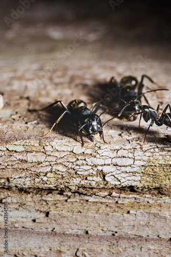 close-up. A black woodworm ant on the surface of a tree. © andrey