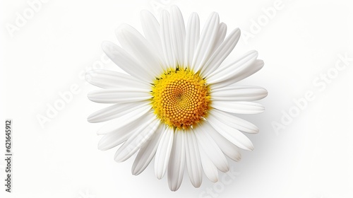 Isolated Daisy Flower. Great as Package Design Element for Cosmetic Products or as Part of Plant Composition or Inflorescence  Generative AI