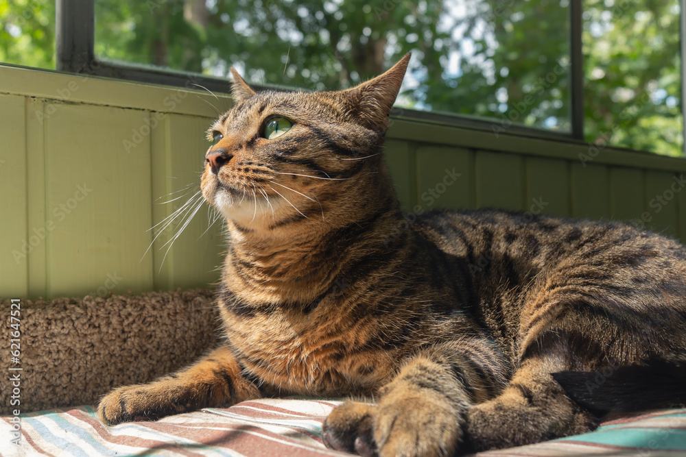 custom made wallpaper toronto digitalA cute domestic cat with spotted fur lies on a stand by the window and warily observes what is going on