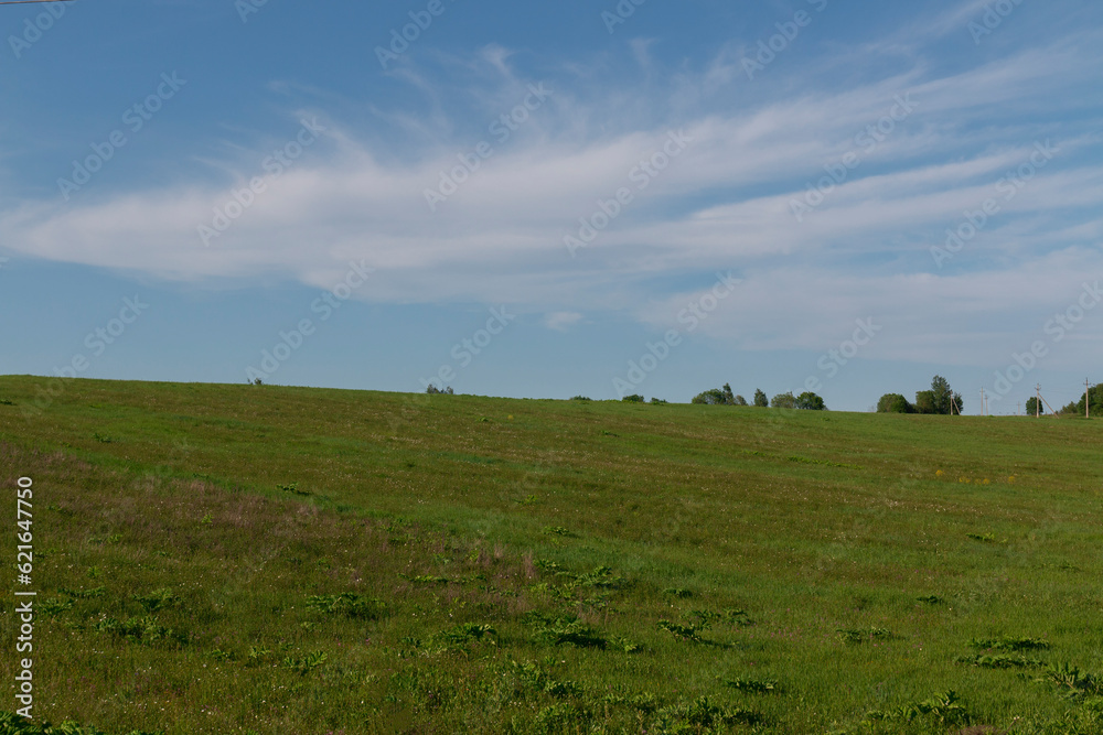 Fototapeta premium A field against a blue sky on a warm summer day