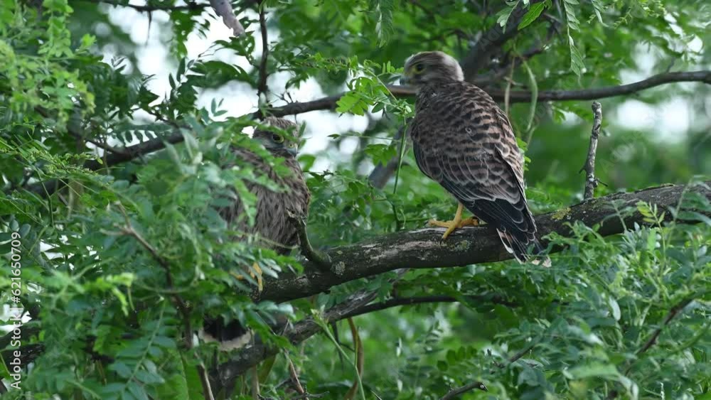 Common Kestrel, Falco tinnunculus, little bird of prey. The birds are cleaning their feathers, the young bird flies away. Common Kestrel, Falco tinnunculus, little bird of prey. The birds are cleaning their feathers, the young bird flies away.