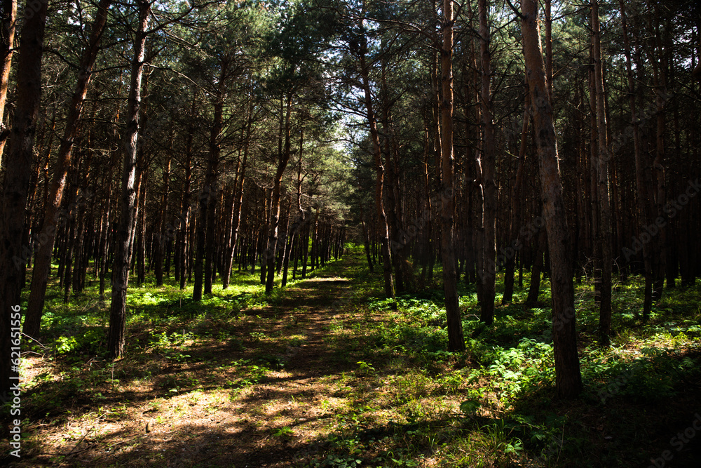 Obraz premium Forest landscape.Beautiful forest nature. Tall old pine trees. Summer sunny day. Azerbaijan
