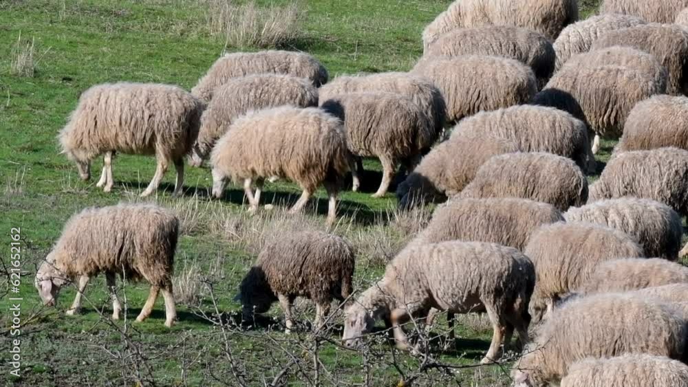 A flock of sheep are walking in a meadow. Sheep farming, livestock, agriculture, domestic sheep. A flock of sheep are walking in a meadow. Sheep farming, livestock, agriculture, domestic sheep.