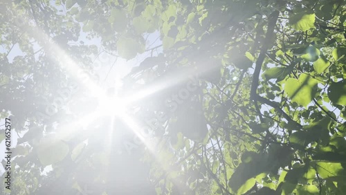 Sun rays shining through green leaves. Blue sky background. Positive vibrations  and nature. Spiritual growth concept. 4K.