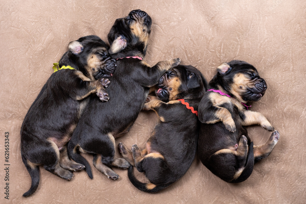 Five newborn puppies bloodhound black and tan Five newborn puppies bloodhound black and tan