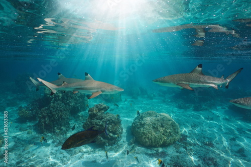 Sunlight underwater with blacktip reef sharks below water surface, Pacific ocean, French Polynesia © dam