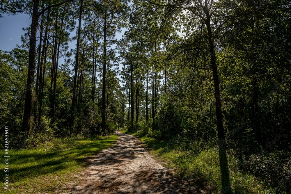 Fototapeta premium julington creek preserve