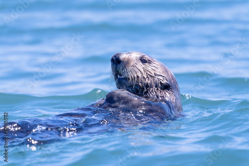 A sea otter swimming in the ocean near Moss Landing, California.